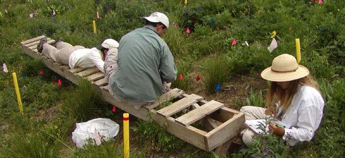 Three students studying a grassy area