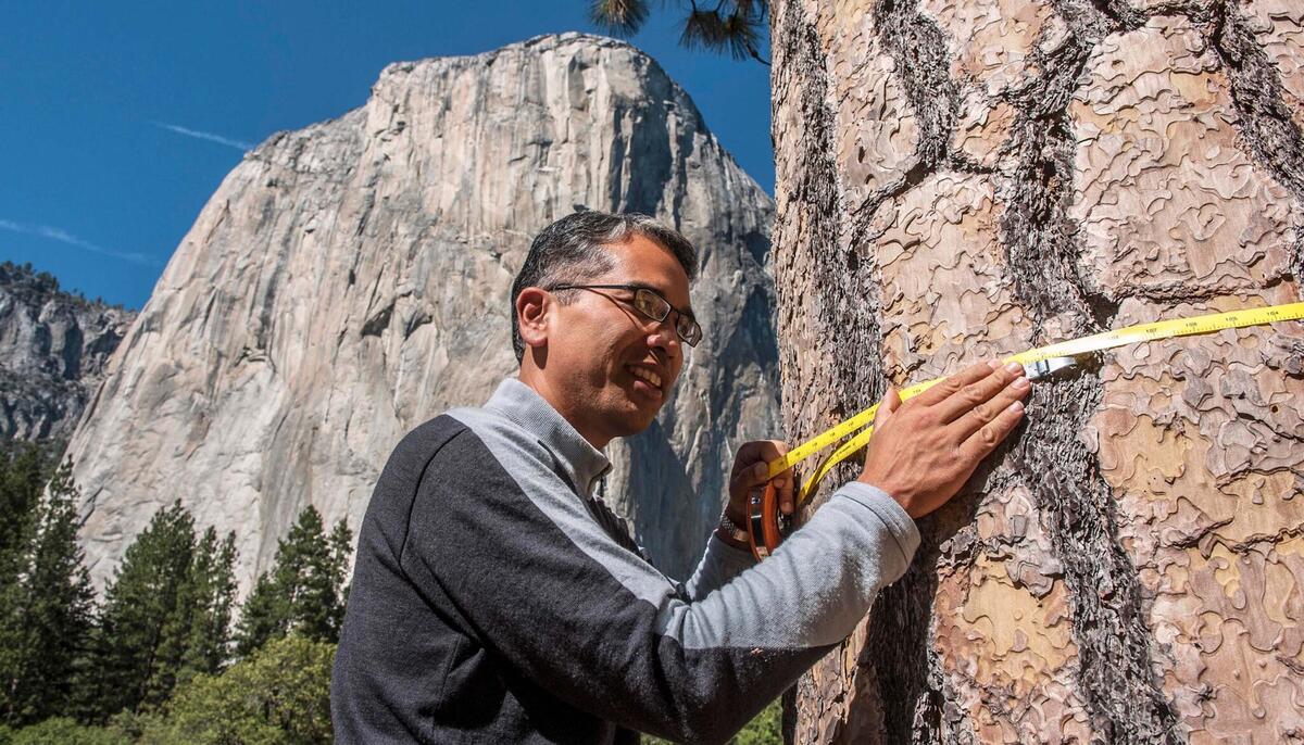 Patrick Gonzalez measuring a ponderosa pine tree