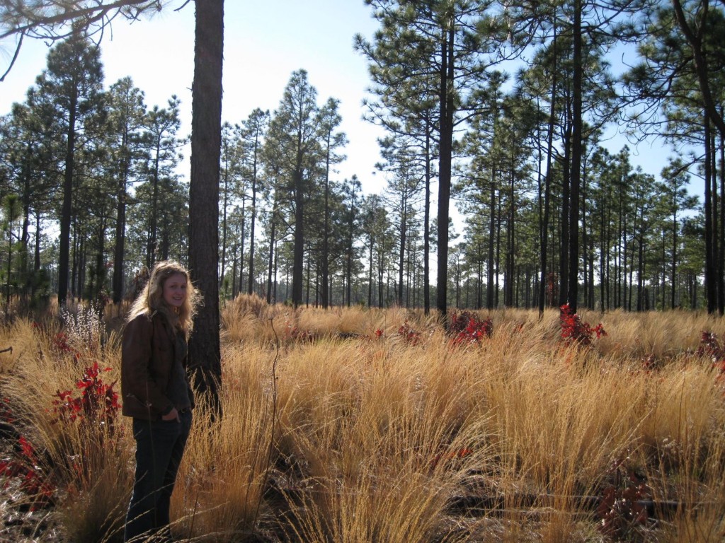 The Longleaf Pine (Pinus palustris) savanna of the North Carolina Sandhills