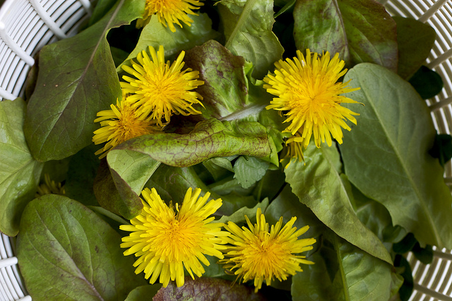 Edible Weeds (Chiot's Run)