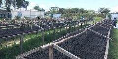 Emily Woods – Kenyan Startup Uses the Sun to Turn Human Waste into Cooking Fuel