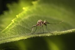 A biotechnology that disrupts mosquito-borne disease is resistant to climate change